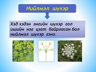 Нийлмэл шүхэр
Хэд хэдэн энгийн шүхэр гол
ишийн нэг цэгт байрласан бол
нийлмэл шүхэр гэнэ.
 