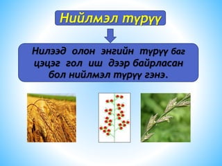 Нийлмэл түрүү
Нилээд олон энгийн түрүү баг
цэцэг гол иш дээр байрласан
бол нийлмэл түрүү гэнэ.
 