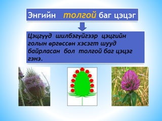 Энгийн толгой баг цэцэг
Цэцгүүд шилбэгүйгээр цэцгийн
голын өргөссөн хэсэгт шууд
байрласан бол толгой баг цэцэг
гэнэ.
 