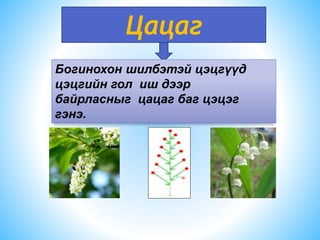 Цацаг
Богинохон шилбэтэй цэцгүүд
цэцгийн гол иш дээр
байрласныг цацаг баг цэцэг
гэнэ.
 