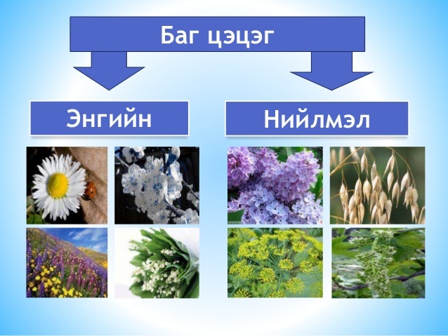 баг цэцэг түүний хэлбэрүүд