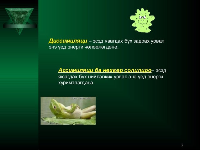 бодис ба энергийн солилцоо