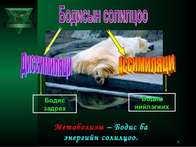 бодис ба энергийн солилцоо