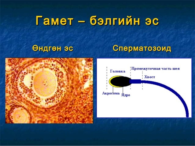 бэлгийн эсийн үүсэл