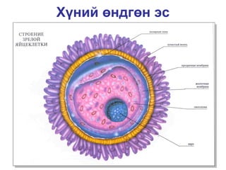 бэлгийн үржил | PPT