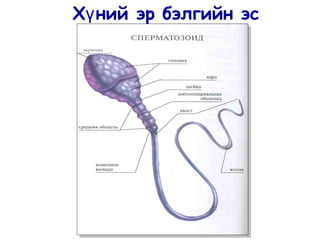 Х ний эр бэлгийн эсү
акросома
 