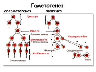 Гаметогенез
сперматогенез овогенез
Үржих үе
Өсөх үе
Боловсрох үе
Чиглүүлэгч бие
2n
Хэлбэржих үе
2n
2n
2n
2n
2n2n
2n
n
n n
n
n n
nn
n n
n 2nn
n n n n
 