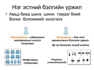 Нэг эстний бэлгийн үржил
• Амьд биед шинэ шинж тэмдэг биий
болох боломжийг ихэсгэнэ
Конъюгация – удамшлын
материалын хэсгээ
солилцох
Копуляция – Нэг эст
организмын бэлгийн үржил.
Эр эм бэлгийн эсүүд нийлнэ
Инфузории,
спирогира
Polytoma,
хломидомонада
 