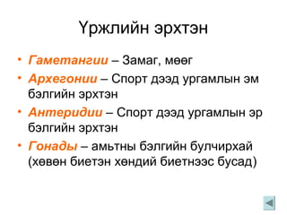 Үржлийн эрхтэн
• Гаметангии – Замаг, мөөг
• Архегонии – Спорт дээд ургамлын эм
бэлгийн эрхтэн
• Антеридии – Спорт дээд ургамлын эр
бэлгийн эрхтэн
• Гонады – амьтны бэлгийн булчирхай
(хөвөн биетэн хөндий биетнээс бусад)
 