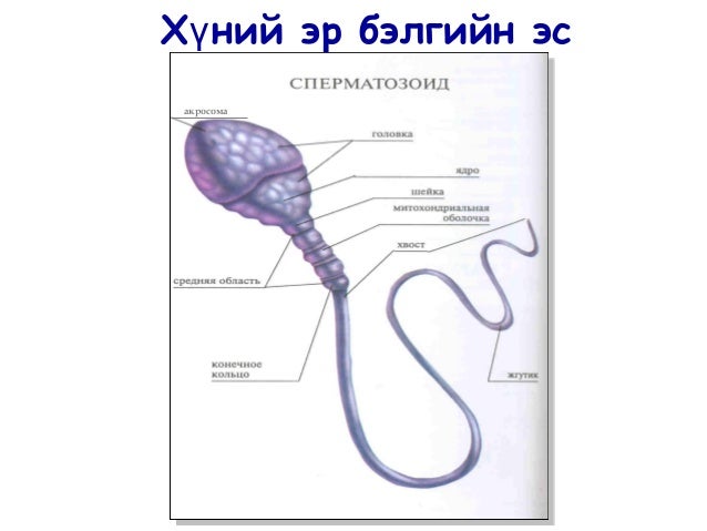 бэлгийн үржил
