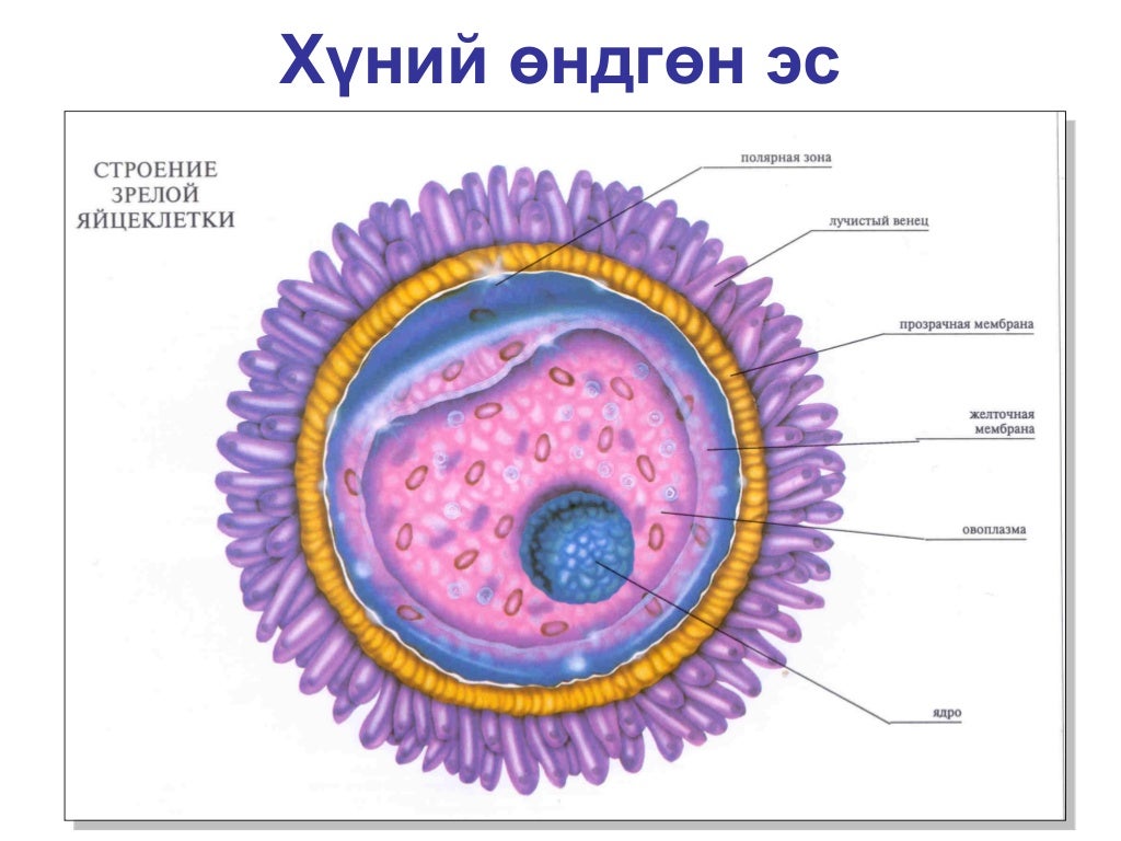 бэлгийн үржил