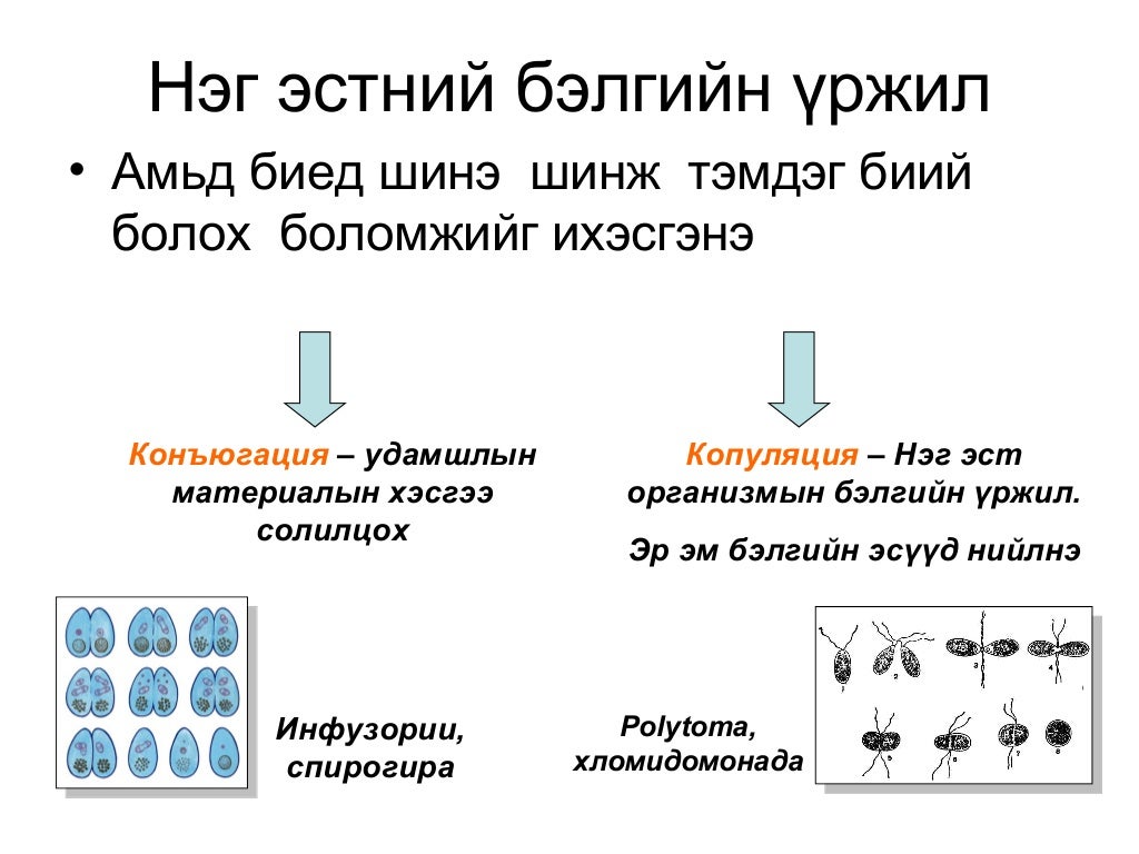 бэлгийн үржил