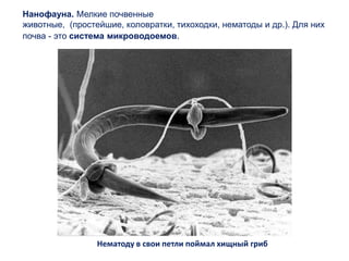 Нанофауна. Мелкие почвенные
животные, (простейшие, коловратки, тихоходки, нематоды и др.). Для них
почва - это система микроводоемов.
Нематоду в свои петли поймал хищный гриб
 