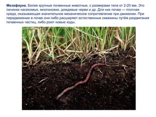 Мезофауна. Более крупные почвенные животные, с размерами тела от 2-20 мм. Это
личинки насекомых, многоножки, дождевые черви и др. Для них почва — плотная
среда, оказывающая значительное механическое сопротивление при движении. При
передвижении в почве они либо расширяют естественные скважины путём раздвигания
почвенных частиц, либо роют новые ходы.
 