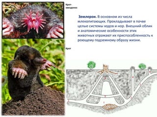 Землерои. В основном из числа
млекопитающих. Прокладывают в почве
целые системы ходов и нор. Внешний облик
и анатомические особенности этих
животных отражают их приспособленность к
роющему подземному образу жизни.
Крот-
звездонос
Крот
 