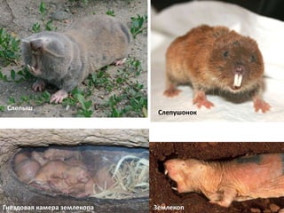 Землекоп
Гнездовая камера землекопа Землекоп
Слепыш
Слепушонок
 