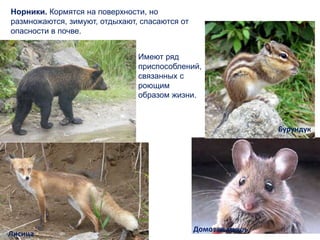 Средняя бурозубка
Домовая мышь
Бурундук
Лисица
Норники. Кормятся на поверхности, но
размножаются, зимуют, отдыхают, спасаются от
опасности в почве.
Имеют ряд
приспособлений,
связанных с
роющим
образом жизни.
 