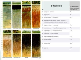 №
Количество от
общей площади
почв Земли
1. тундрово-глеевые 4%
2. буроземы 7%
3. подзолистые — таежные 9%
4. дерново-подзолистые серые лесные —
смешанных и широколиственных лесов
5. черноземные — степные 6%
6. каштановые — степей и полупустынь 7%
7. серо-бурые — полупустынные 17%
8. сероземы — пустынные
9. красноземы субтропиков 19%
10
.
почвы пойм 4%
11
.
почвы гор 16%
12
.
другие 11%
Виды почв
 
