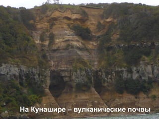 На Кунашире – вулканические почвы
 