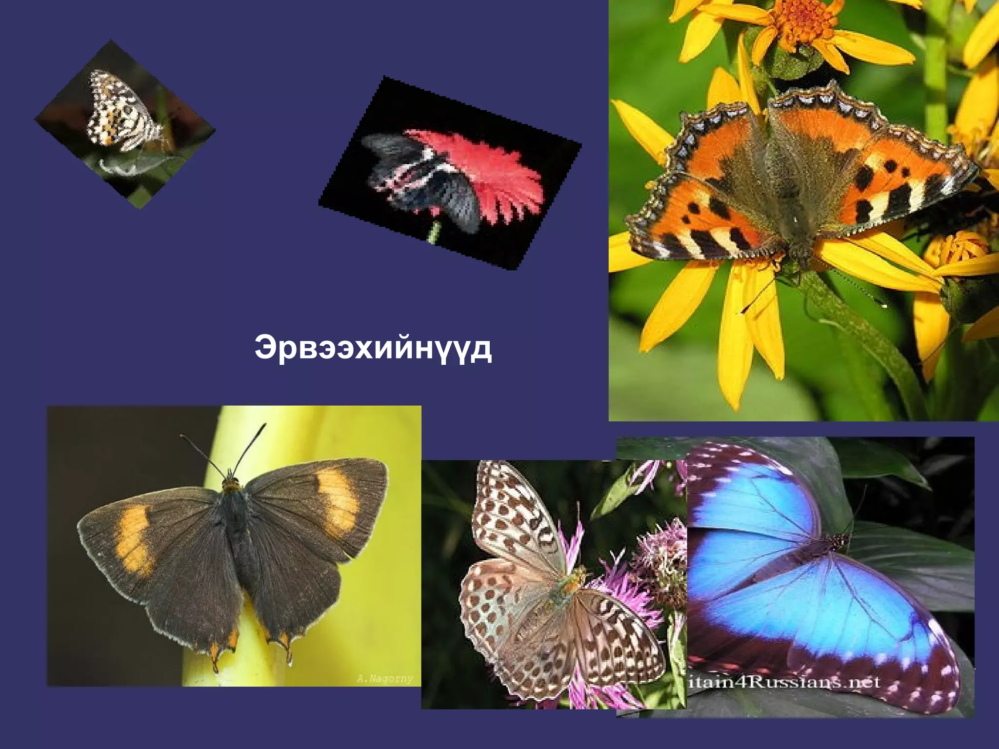 шавжийн багууд | PPT