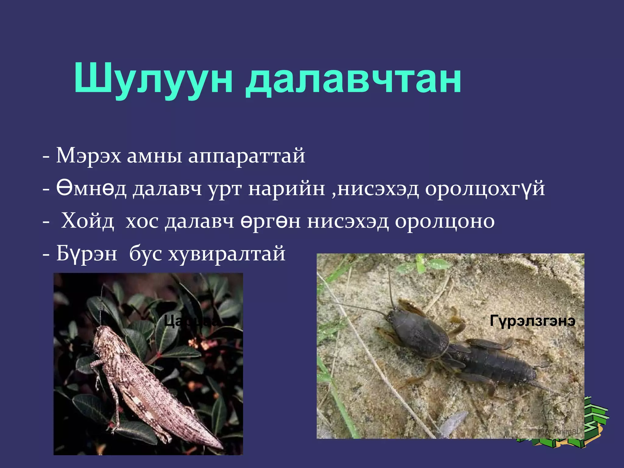 шавжийн багууд | PPT