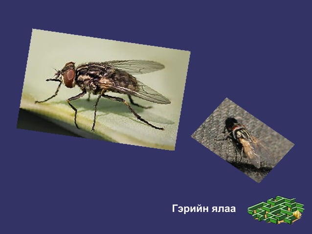 шавжийн багууд | PPT