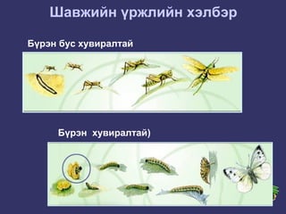 шавжийн багууд | PPT