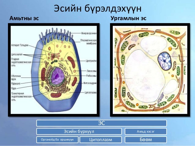 эсийн бүрхүүл ба цитоплазм