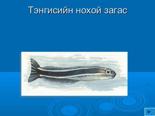 загасны дотоод бүтэц