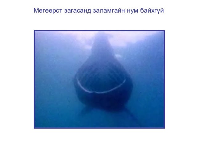 загасны дотоод бүтэц