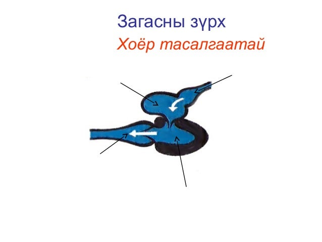загасны дотоод бүтэц