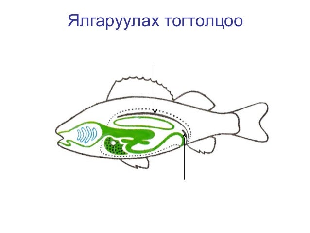 Плавательный пузырь у акул
