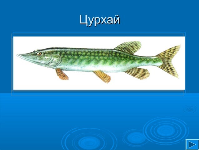 загасны дотоод бүтэц