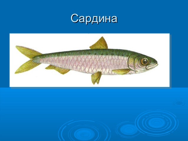 загасны дотоод бүтэц