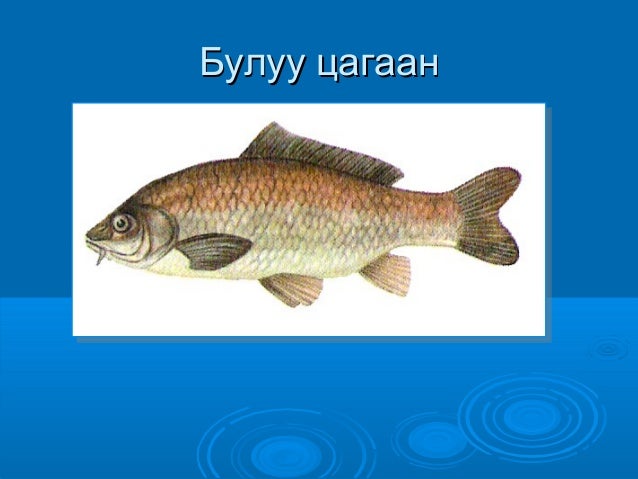 загасны дотоод бүтэц