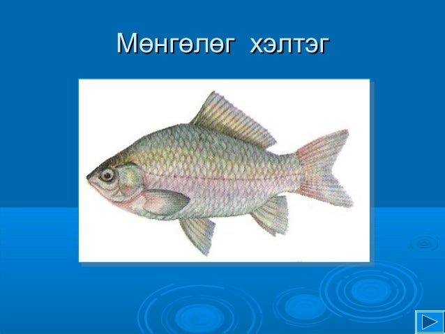 загасны дотоод бүтэц