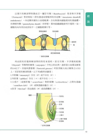 13
總
　
論
以葉片的解剖學特徵而言，屬於竹類（Bambusoid）型者與羊茅類
（Festucoid）型者相似，即有發達而壁較厚的內皮鞘（mesotome sheath或
endodermis），內皮鞘外圍有小而壁較薄、含有與葉肉細胞相同的葉綠體，
但薄壁外鞘（parenchyma sheath）具厚壁，葉肉組織細胞排列不規則，每一
細胞有向內突出而長短不一之細胞壁薄片等。
再由胚的形態與解剖學的特性來看時，胚在竹類、羊茅類和稻類
（Oryzoid）等類型的穎果（caryopsis）中所占的比例，通常很小而僅及穎果
的1/4以下，其他所謂黍類（Panicoid grasses）的胚則較大而占穎果之1/3以
上。至於胚的解剖特徵，以下列4點特別顯著：
1.中胚軸（mesocotyl）存在（P）或不存在（F）。
2.外胚葉（epiblast）存在（＋）或不存在（－）。
3.小盾片（或稱胚盤，scutellum）與胚根鞘（c oleorhiza）之間有裂縫
（scutellum cleft）（P）或無裂縫而癒合（F）。
4.胚芽（ﬁrst leaf）為包捲狀（P）或為摺疊狀（F）。
厚壁組織樑 泡狀細胞
綠色細胞組織
維管束
種臍
鞘
↑葉部切面圖
↑胚珠切面圖
內胚乳
胚芽鞘
胚芽
中胚軸
外胚葉
小盾片
小盾片裂縫
胚根鞘
 