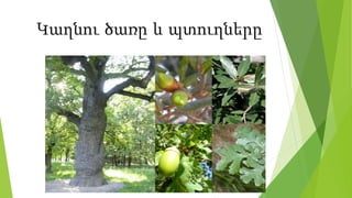 Կաղնու ծառը և պտուղները
 