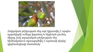 Հնդկական բժշկության մեջ այն կիրառվել է որպես
օրգանիզմի ուժերը խթանող և էկզեման բուժող
միջոց, իսկ արաբական բժշկության մեջ
հիմնականում օգտագործվել է արմատի կեղևը`
դիզենտերիայի ժամանակ:
 