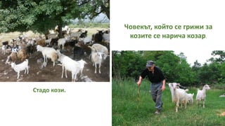 Стадо кози.
Човекът, който се грижи за
козите се нарича козар.
 