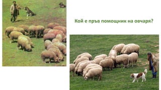Кой е пръв помощник на овчаря?
 