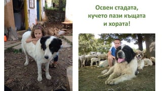 Освен стадата,
кучето пази къщата
и хората!
 