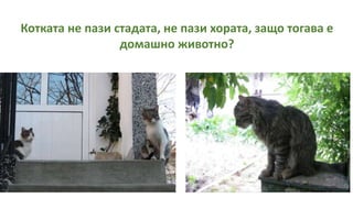 Котката не пази стадата, не пази хората, защо тогава е
домашно животно?
 