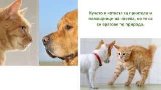 Кучето и котката са приятели и
помощници на човека, но те са
си врагове по природа.
 