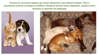 Случва се, но много рядко, да станат приятели и да живеят заедно. Това е
възможно, когато са заедно от бебета. Въпреки всичко няма гаранция, защото както
казахме са врагове по природа!
 