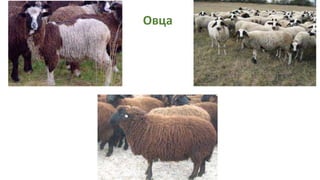 Овца
 