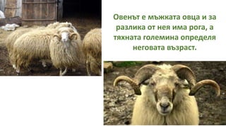 Овенът е мъжката овца и за
разлика от нея има рога, а
тяхната големина определя
неговата възраст.
 