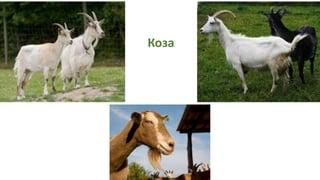 Коза
 