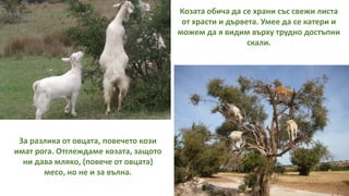 Козата обича да се храни със свежи листа
от храсти и дървета. Умее да се катери и
можем да я видим върху трудно достъпни
скали.
За разлика от овцата, повечето кози
имат рога. Отглеждаме козата, защото
ни дава мляко, (повече от овцата)
месо, но не и за вълна.
 