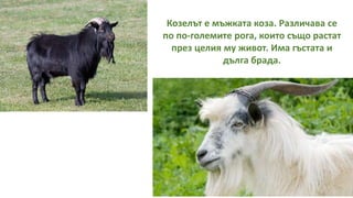 Козелът е мъжката коза. Различава се
по по-големите рога, които също растат
през целия му живот. Има гъстата и
дълга брада.
 